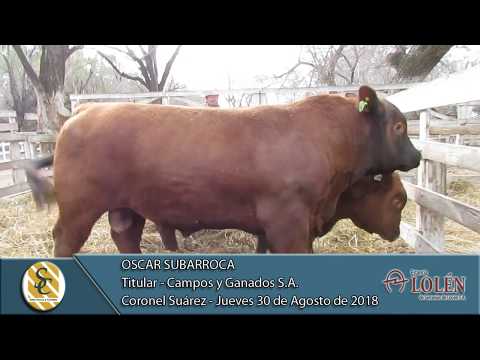 30-08-18 Nota Oscar Subarroca - Campos y Ganados S.A. - Serranías de Lolén S.A. - Coronel Suárez
