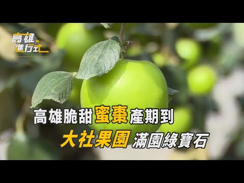 高雄脆甜蜜棗產期到 大社果園滿園綠寶石 ◆高雄進行式