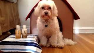 Cute Dog PetSmart Haul: Dental edition