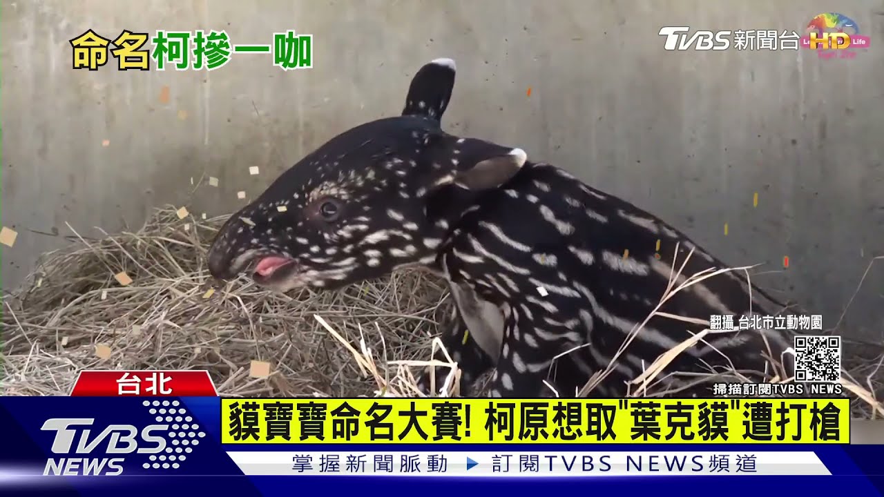 貘寶寶命名大賽! 柯原想取「葉克貘」遭打槍
