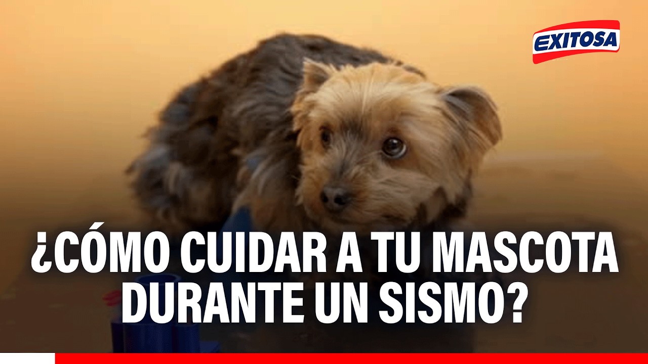 🔴🔵 ¿Cómo cuidar a tu mascota durante un sismo y qué debes preparar para evacuar?
