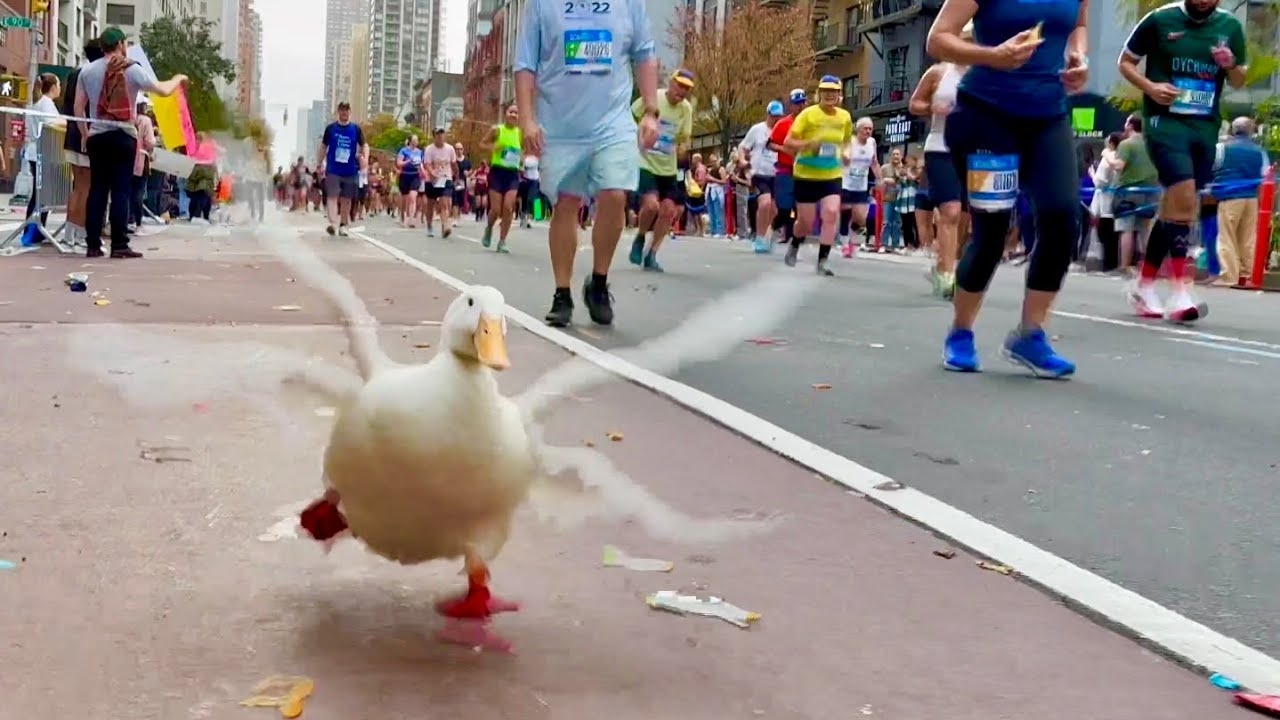 Wrinkle the Duck Runs NYC Marathon - wins medal π
π¦β¨