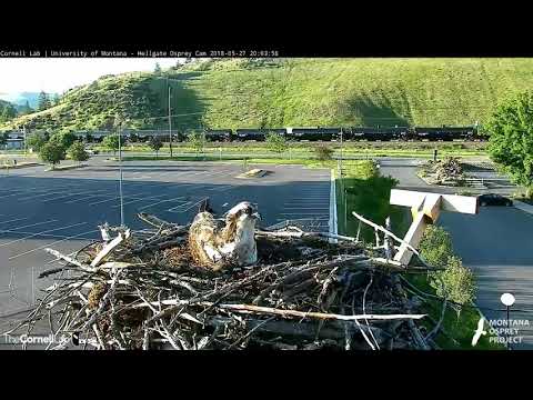 Hellgate ospreys MT  5 27 18 805pm At the golden hour Louis delivered a Lg headless fish to Iris