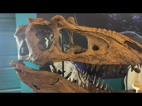 Tyrannosaur skull unveiled in Colorado