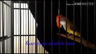 Download lagu Masteran cucak jenggot isian paling mantap mp3