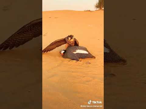 Falcon / Shaheen Hunting🦅صيد الصقور / شاهين