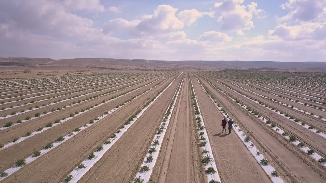 Agriculture in the Negev: Today's Desert Pioneers