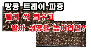 땅콩 트레이 파종, 빨리 싹 틔우고 방아 성공율 높이려면?( 땅콩 재배, 땅콩 심기, 땅콩 모종 만들기, 땅…