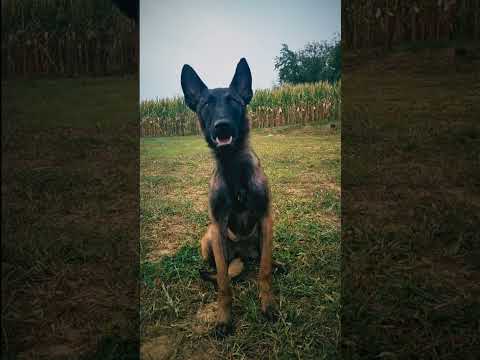 Belgian Malinois puppy for sale
