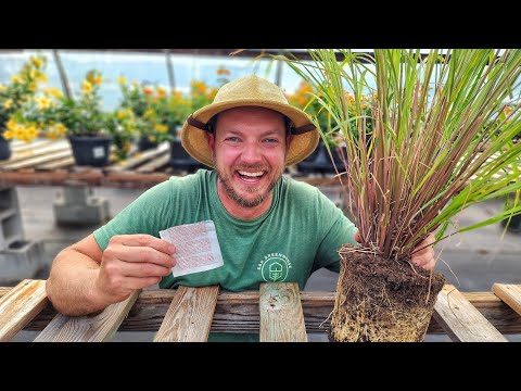 How to Grow Lemongrass from Seed to Harvest |Complete Guide|