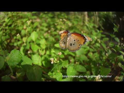 カバマダラの飛翔、33倍スローモーション