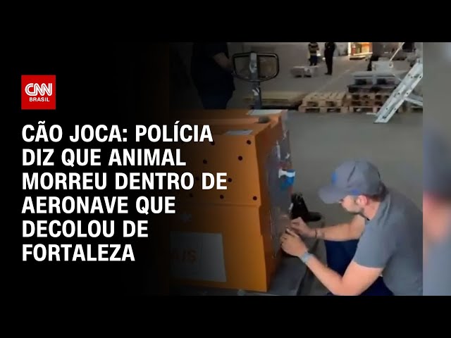 Cão Joca: polícia diz que animal morreu dentro de aeronave | CNN NOVO DIA