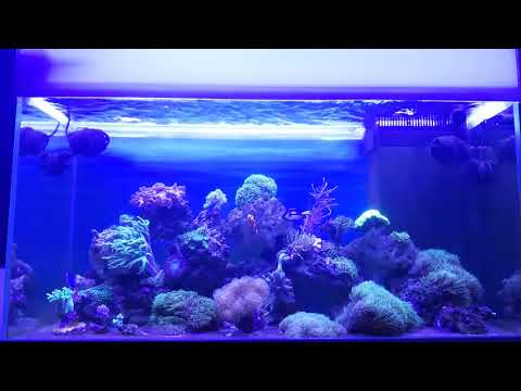 Akwarium morskie 200l