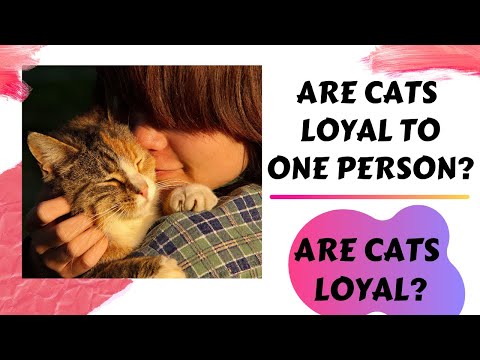 Are cats loyal? | Are cats less loyal than dogs? | Are cats loyal to one person? | #cats