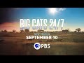 Preview Big Cats 24 7 Season 2