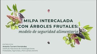 Milpa intercalada con árboles frutales: Modelo de seguridad alimentaria