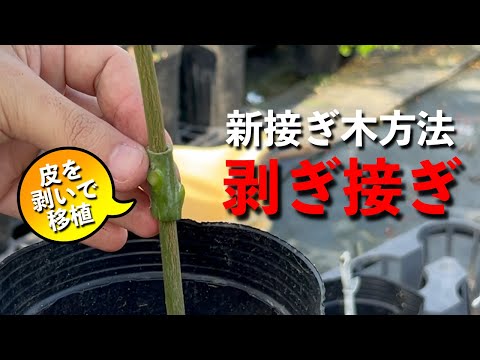 なぜ卵の殻を庭に植えるのですか？できるだけ早く始めるべき3つの理由!  庭園