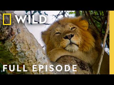 Investigating Tree Climbing Lions (Full Episode) | SPECIAL | Nat Geo Animals