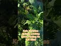 Kale Varieties Update Looking Good Feeling So Full Filled Kale Lettuce Gardening Garden Love