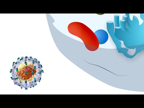 Virus-Cell Interactions Part 1: Productive vs. Non-Productive