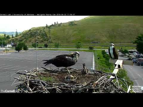 #2 chick at Hellgate gets a good feed - Hellgate osprey nest