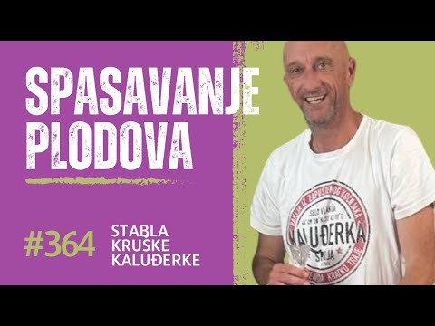 Spasavanje plodova kruške Kaluđerke, Rakija od kruške Kaluđerke i destilerija Kolarević, selo Vlakča