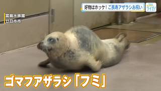 中四国地方で最高齢　ゴマフアザラシ『フミ』ホッケでお祝い「もっと推し（ファン）がついて！」宮島水族館 (2026/09/18 17:18)