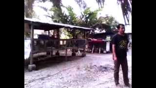 preview picture of video 'ronda ke ladang guinea pig sungai buaya selangor'