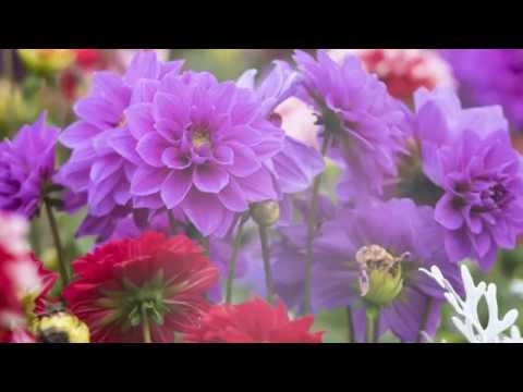 Geta Lazăr – Mâna Ta