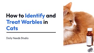 How to Identify and Treat Warbles in Cats | Daily Needs Studio