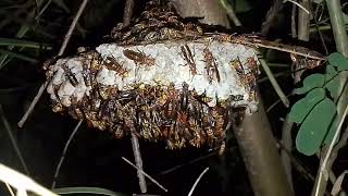 Cân cảnh tổ ong lạ to quá