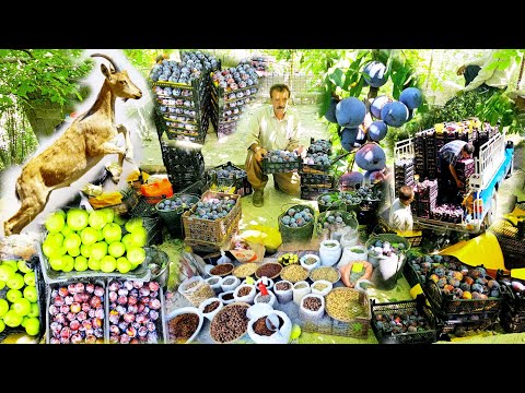 "Një ditë me nomadët e malit Dena | Mbledhja e kumbullave dhe fiqve të egër dhe vizita në shtëpi his