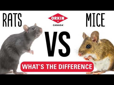 What is the Difference Between Mice and Rats | Orkin Canada