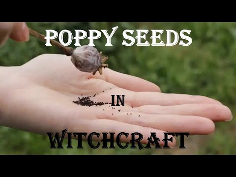 Unlocking the Mystical Power of Poppy Seeds in Witchcraft