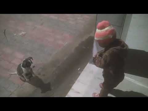 Shibra gufran love 🐕 dog#shorts channel 