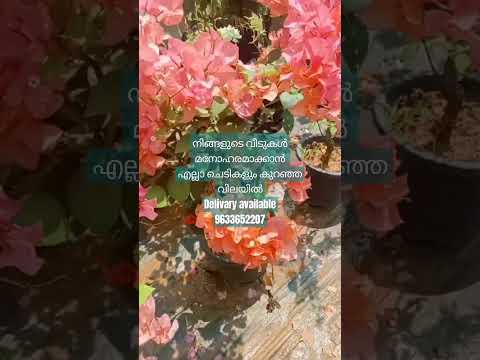 #വീടുകൾ അലങ്കരിക്കാൻ.. എല്ലാ ചെടികളും കുറഞ്ഞ വിലയിൽ #Uvais agritech#