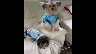 Triko pro psa s aplikací