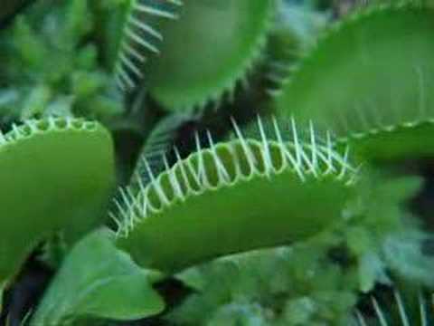  Ciri  Khusus Tumbuhan  Pemakan Serangga Venus  Fly Trap 