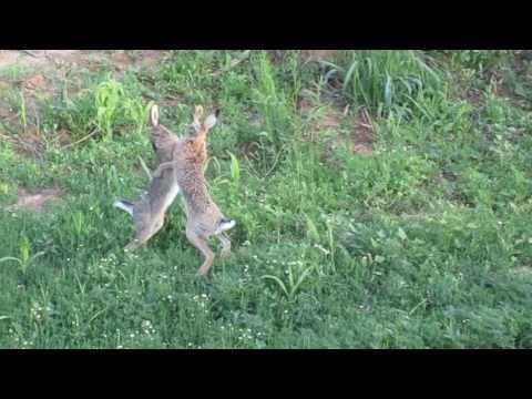 Brown hare fight