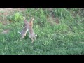 Brown hare fight