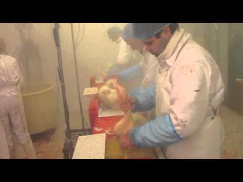 Оборудование для фермерского убоя птицы, обладнання для забою птиці