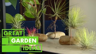 How to Grow and Care For Air Plants | GARDEN | Great Home Ideas