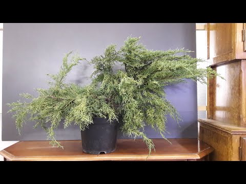 , title : 'Materiale di partenza bonsai'