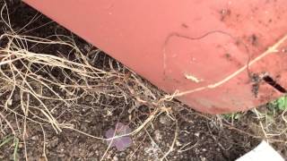 バラの植え替え3 根を鉢の中から抜き取る方法