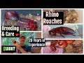 Breeding Macropanesthia rhinoceros Rhino