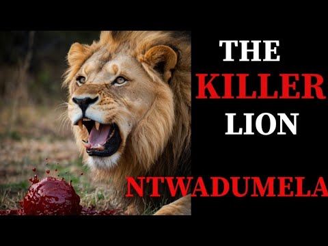 NTWADUMELA : The Most Dangerous Lion You' ve Never Heard Of