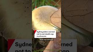 Sydney residents warned not to eat poisonous death cap mushrooms