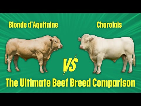 Blonde d'Aquitaine vs. Charolais: Welche Rinderrasse ist besser für Ihren Betrieb?