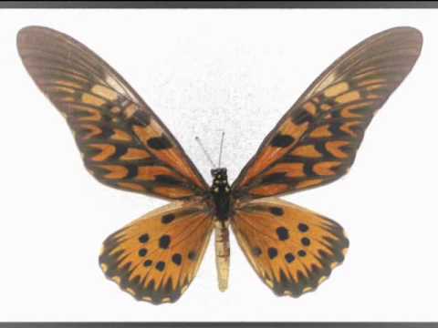 Poison Butterfly