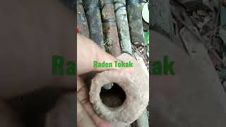 Download lagu Guci prasriwijaya #shorts##PeradabanKuno#JejakSriwijaya# mp3